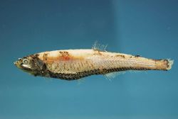 Large-scaled lanternfish or blackchin (Neoscopelus macrolepidotus) Image