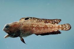 Spotfin jawfish (Opistognathus robinsi) Image