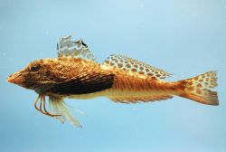 Leopard searobin ( Prionotus scitulus ) Image