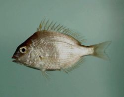 Longspine porgy ( Stenotomus caprinus ) Image