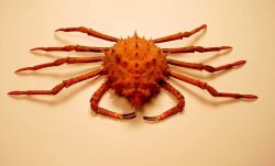 Inflated spiny crab ( Rochinia crassa ) Image