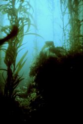 In a giant kelp forest of Macrocystis pyrifera Image