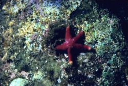 A red starfish Image