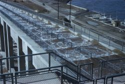 Ice Harbor Dam fish ladder with test dividing strip Image