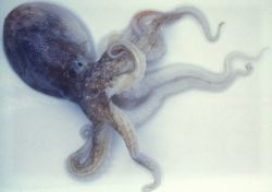 Octopus Image