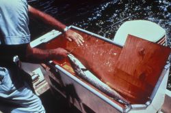 Fish tagging Image