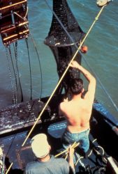 Emptying net of trawl catch Image
