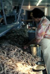 Interior of shrimp processing plant Image