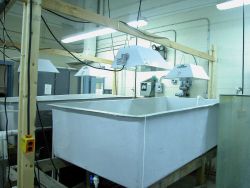 Algae growth tanks with lights at Bridgeport Aquaculture Vocational School lab Image