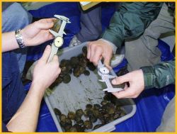 Scallops being measured by students at the Bridgeport Regional Vocational Aquaculture School in Bridgeport. Image
