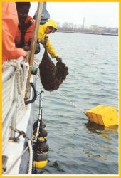 Students and staff on the National Marine Service Milford ship lowering sock nets with scallops for grow-out Image