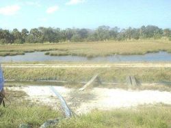 Wetland area for drainage and overflow of red drum grow-out ponds. Image