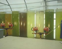 A good picture of algae culture tanks with different colors showing different densities and different species being cultured for feeding to larval fis Image