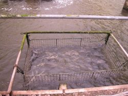 Eels orienting to feeding cage at Japanese eel farm in Shizuoka Prefecture Anguilla japonica, freshwater eel Image