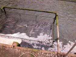 Eels orienting to feeding cage at Japanese eel farm in Shizuoka Prefecture Anguilla japonica, freshwater eel Image