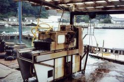Depuration process for food oysters used in Japanese oyster processing plant Image