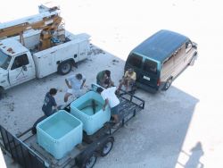 Laboratory staff viewing broodstock prior to stocking in research facility at the Florida Keys Image