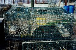 Lobster pots on the dock. Image