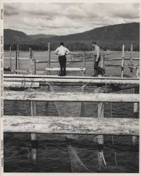 Salmon pile trap Image