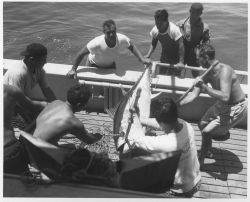 Landing a big-eyed tuna on the long line off Kauai on FWS research vessel HUGH M Image