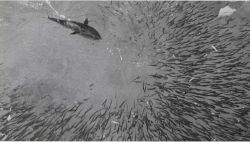 Little tunny or kawakawa attacks a school of baitfish in a research tank Image