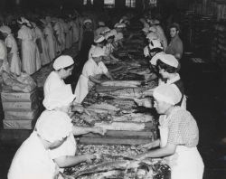 Inside a tuna canning plant Image