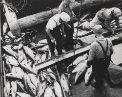 Deck load of tuna FWS2233 Image