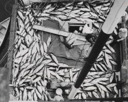Deck load of tuna FWS2234 Image