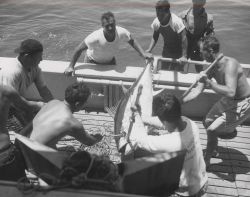 Landing big-eyed tuna Image