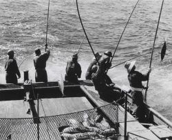 Live bait fishing for skipjack tuna aboard the Hawaiian sampan BUCCANEER Image