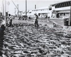 Drying longline gear at Kewalo Basin Image