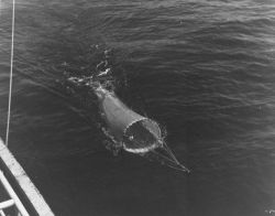 Deployed plankton dragnet. Image