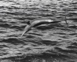 A leaping porpoise Image