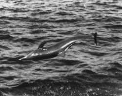 A leaping porpoise Image