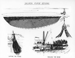 Diagram of salmon purse seining by S Image