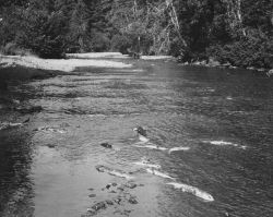 Dead salmon after spawning in Swan Creek Image