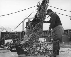 Dumping catch of a sea scallop dredge on deck of ALBATROSS IV Image