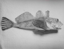 Yellow sculpin (Hemilepidotus jordani) Image