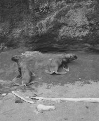 Sea lion pups Image