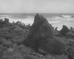 Bull steller sea lion one week before height of breeding season Photo