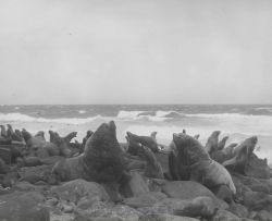 Bull steller sea lions one week before height of breeding season Photo