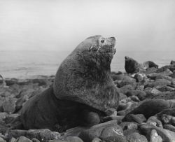 Bull steller sea lion Photo