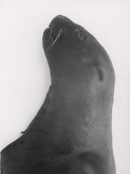 Head and shoulder of young Steller sea lion Photo