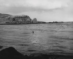 Sea otter in Burr House Cove Image