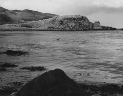 Sea otter in Burr House Cove Image