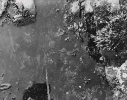 Sea urchin in a tidal pool Image