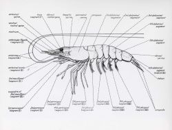 Diagram of shrimp physiology Image