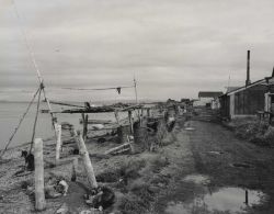 Drying sheefish Image