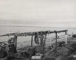 Drying sheefish Image