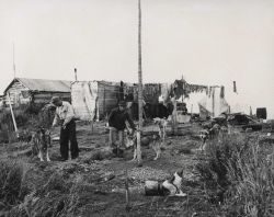 Drying sheefish Image